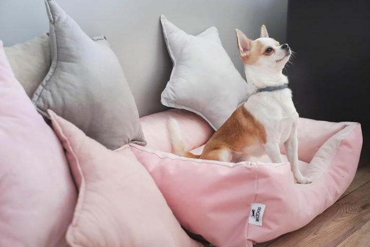 BedDog Hundebett Zara, Hundekissen mit abziehbaren waschbaren Bezug, Hundekorb, Hundesofa, für klein