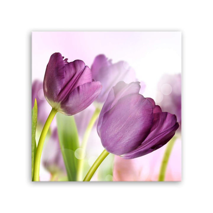 ge Bildet Bild auf Leinwand | Tulpe - Blumen Violett Natur E in 50x50 cm als Wandbild | Wand-deko De