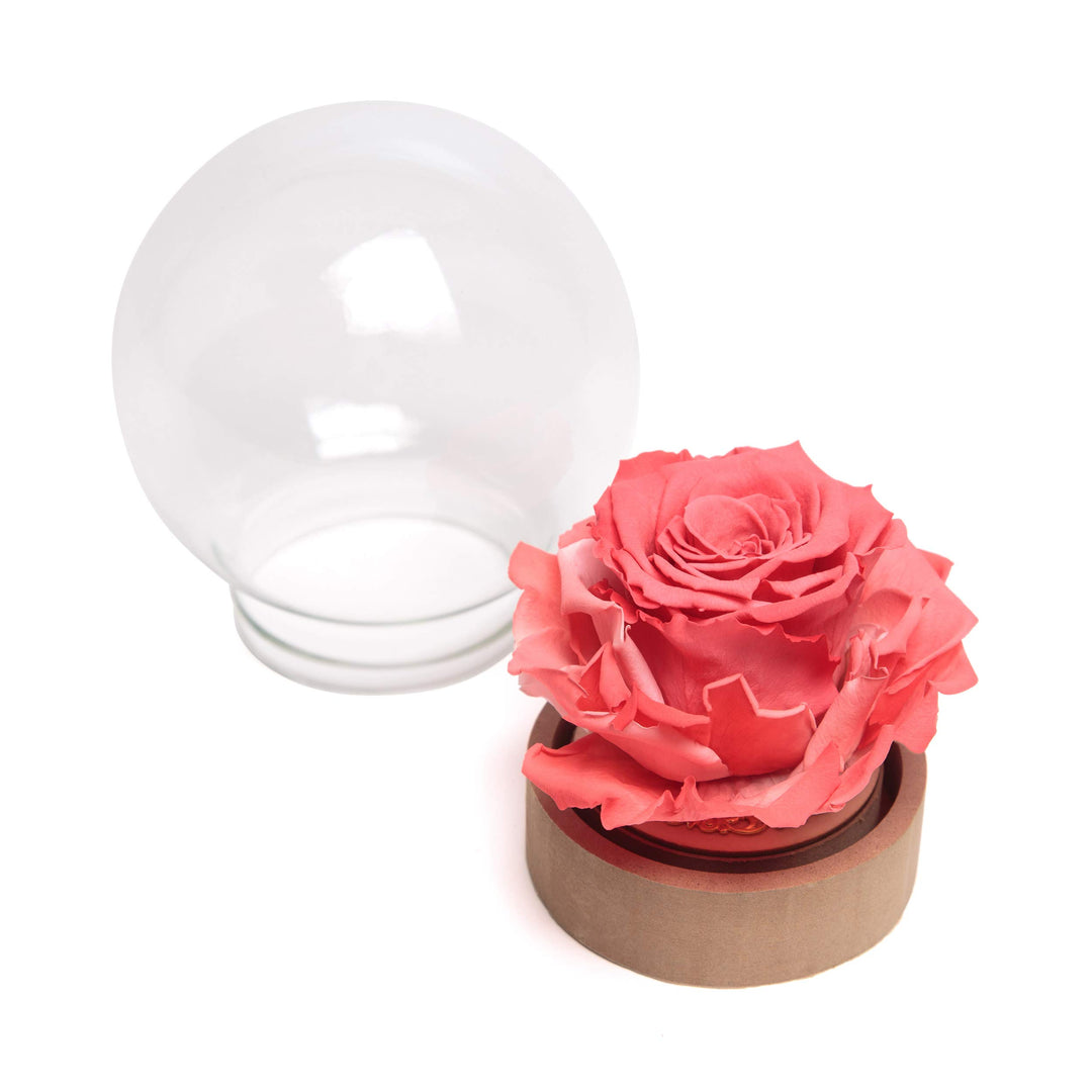 ROSEMARIE SCHULZ Heidelberg Infinity Rose im Glas die Schöne und das Biest echte lanlebige Rose mit