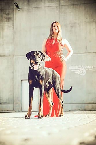 Bestia™ "Stud Echtleder Hundehalsband mit Stumpfnieten für grosse Hunde. Weich gepolstert. 6,3 cm br