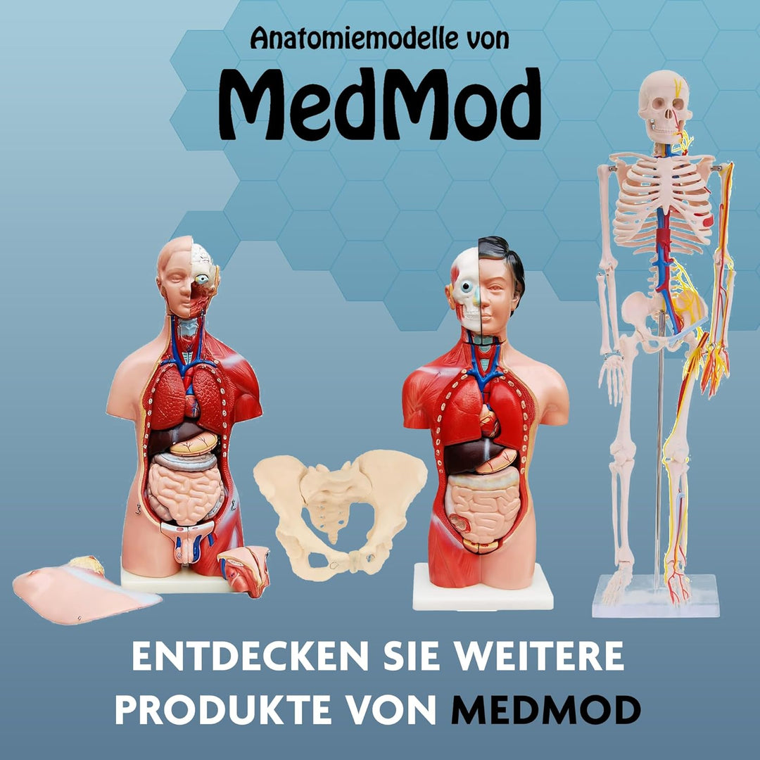 Anatomie Skelett 87 cm, detailliertes menschliches Skelett aus PVC mit Spinalnerven, Arterien und Ba