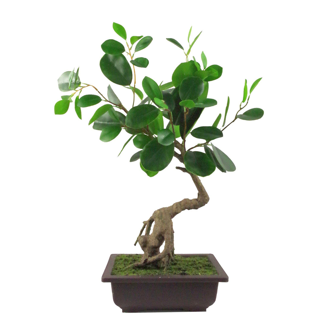 Leaf Künstlicher Kleiner Bonsai-Baum. 50 cm 50 Cm Ficus Abgerundeter Bonsai, 50 cm 50 Cm Ficus Abger