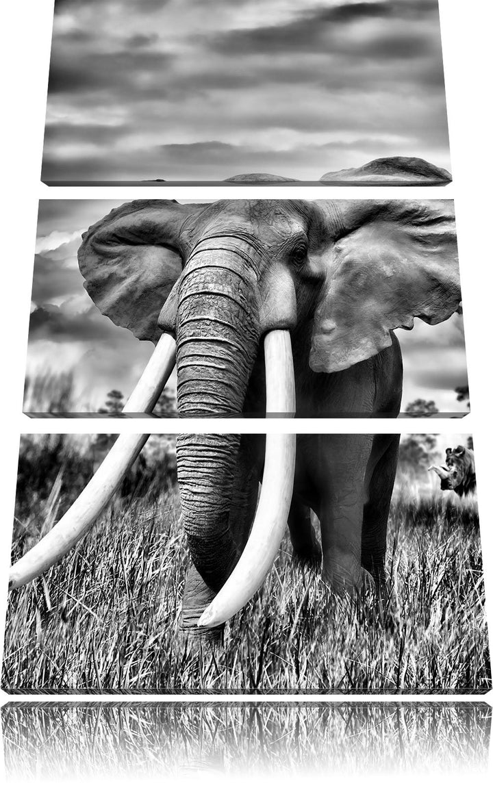 Pixxprint Stolzer Elefant in Savanne als Leinwandbild/Grösse: 3 Teilig (120x80) cm/Wandbild/Kunstdru