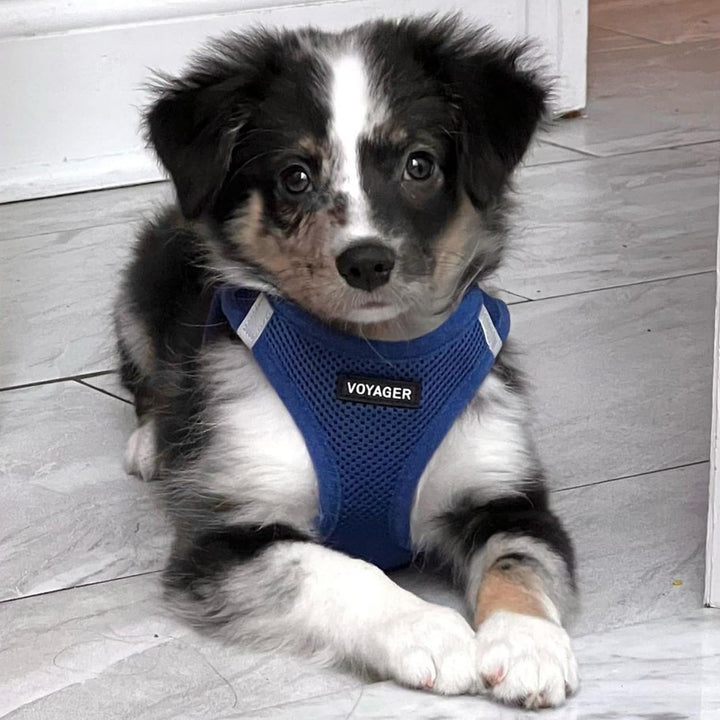 Voyager Step-In Air Hundegeschirr by Best Pet Supplies - All Weather Mesh Step in Vest Harness für k