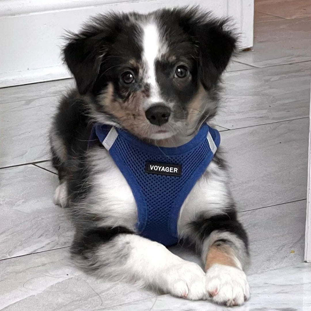 Voyager Step-In Air Hundegeschirr by Best Pet Supplies - All Weather Mesh Step in Vest Harness für k