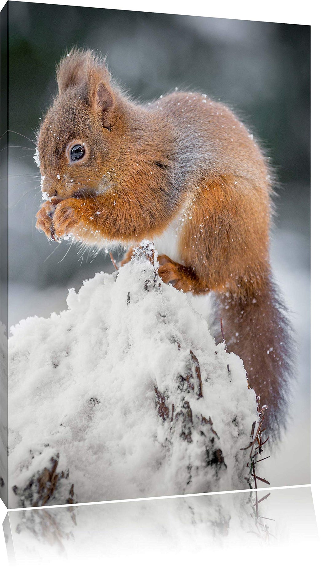 Pixxprint Kleines Eichhörnchen im Winter als Leinwandbild/Grösse: 100x70 cm/Wandbild/Kunstdruck/fert