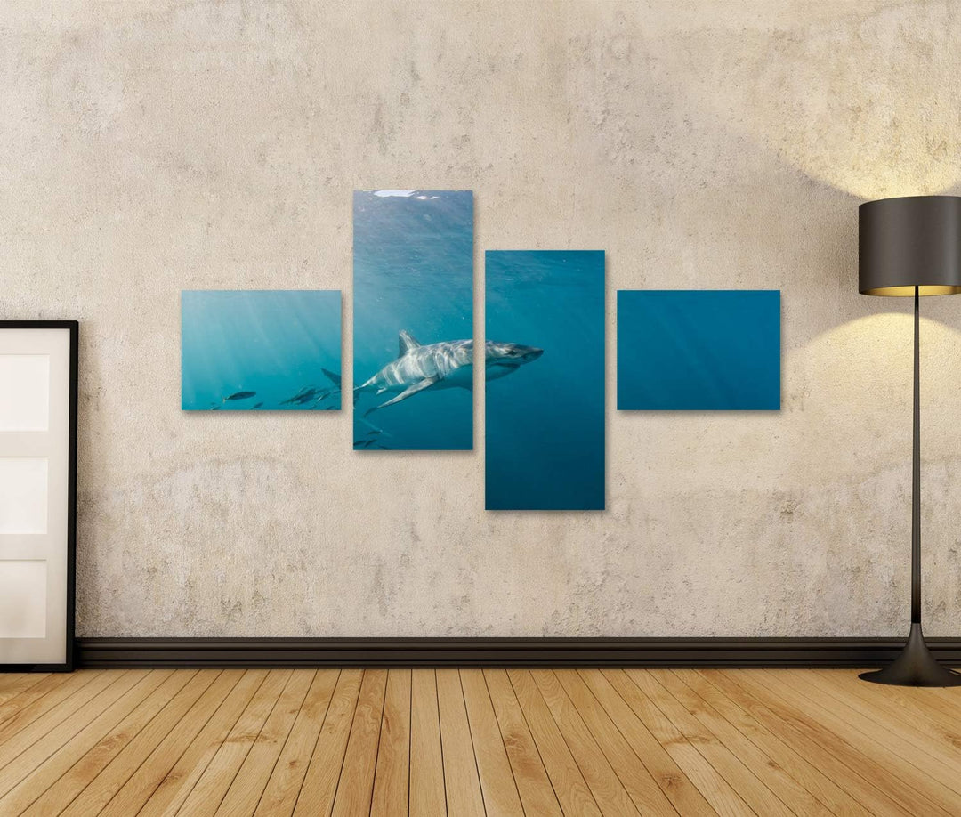 islandburner Bild auf Leinwand Grosser Weisser Hai Und Fischschwarm Bilder Wandbilder Poster Leinwan