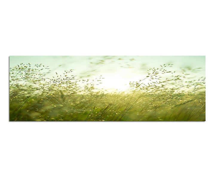 Paul Sinus Art Panoramabild auf Leinwand und Keilrahmen 150x50cm Wiese Gräser Sommer Sonnenuntergang