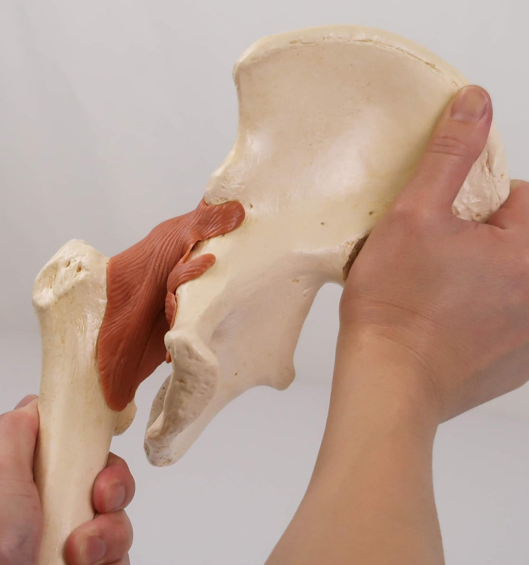 3B Scientific Menschliche Anatomie - Luxus Hüftgelenk-Funktionsmodell + kostenlose Anatomie App - 3B