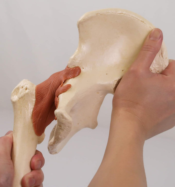3B Scientific Menschliche Anatomie - Luxus Hüftgelenk-Funktionsmodell + kostenlose Anatomie App - 3B