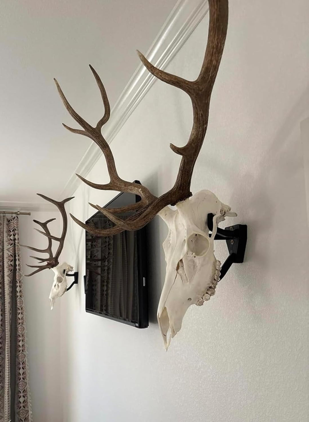 Top Rack: Europäischer Schädel-Aufhänger (Raging Bull: Elch European Mount Hanger, Schwarz) ELK: Rag