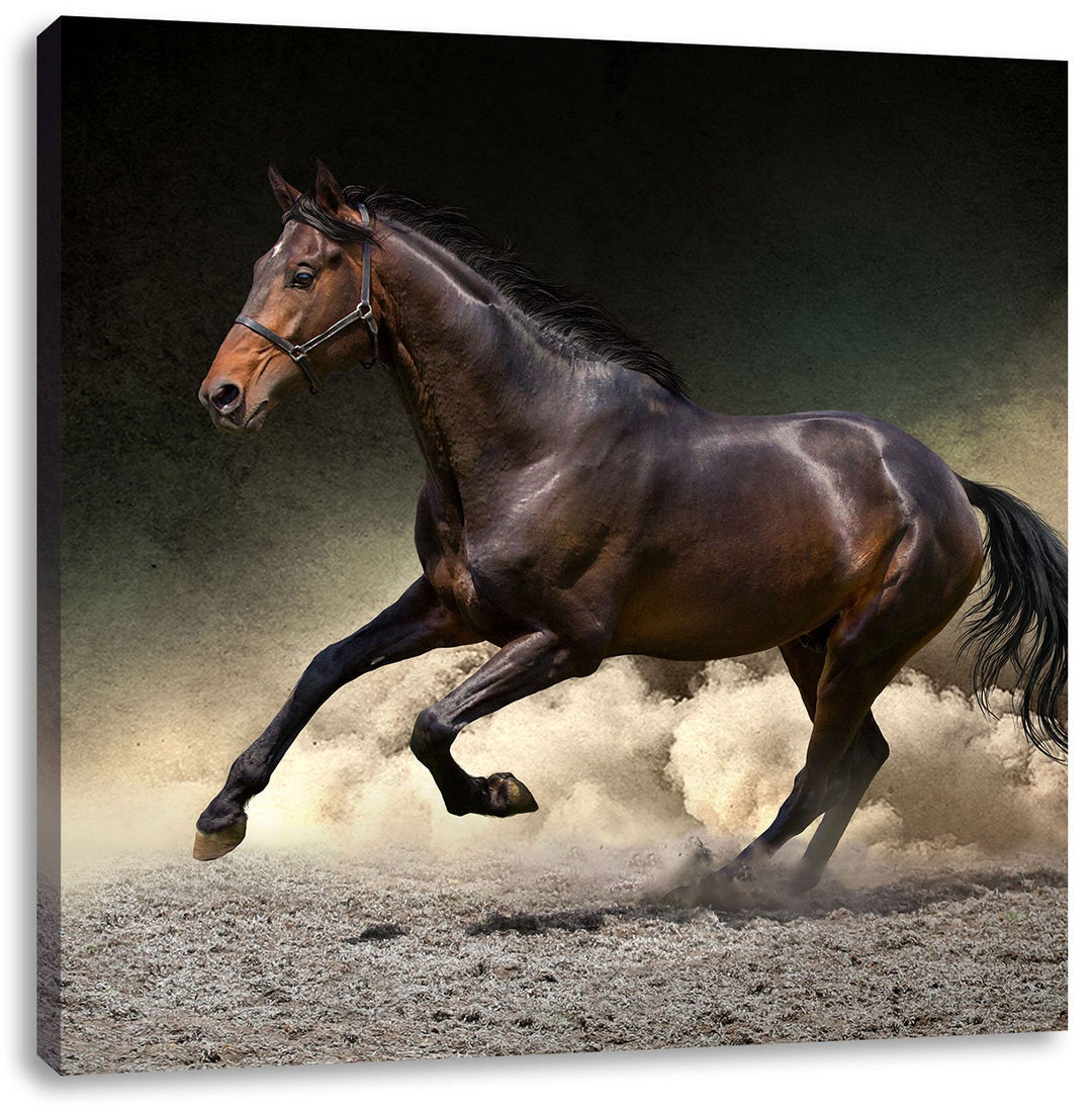 Anmutiges dunkles Pferd, Format: 70x70 auf Leinwand, XXL riesige Bilder fertig gerahmt mit Keilrahme