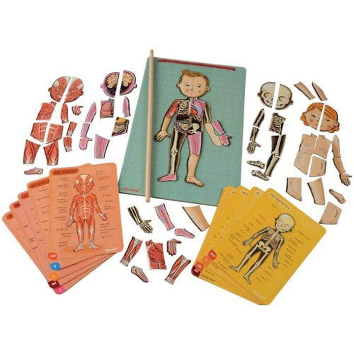 Janod Bodymagnet Educational Human Body Game - Anatomy, Organs, Skeleton, Muscles - 76 Magnetic Piec