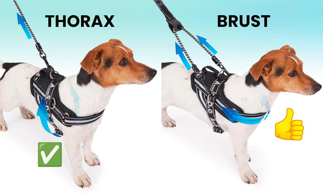 ACARAPETS Hundegeschirr und Leine, 3 Ringe, gepolstert und atmungsaktiv, mit elastischer Bifida-Lein