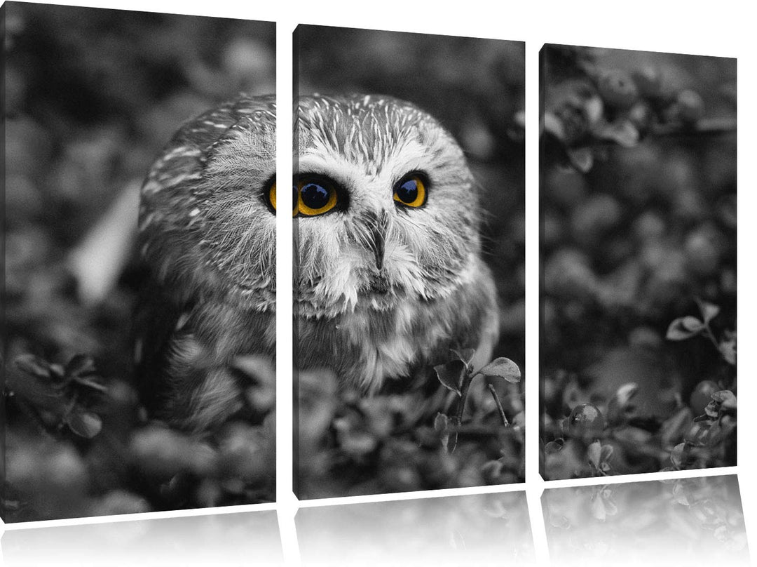 junger Kauz im Vogelbeerstrauch schwarz/weiss 3-Teiler Leinwandbild 120x80 Bild auf Leinwand, XXL ri