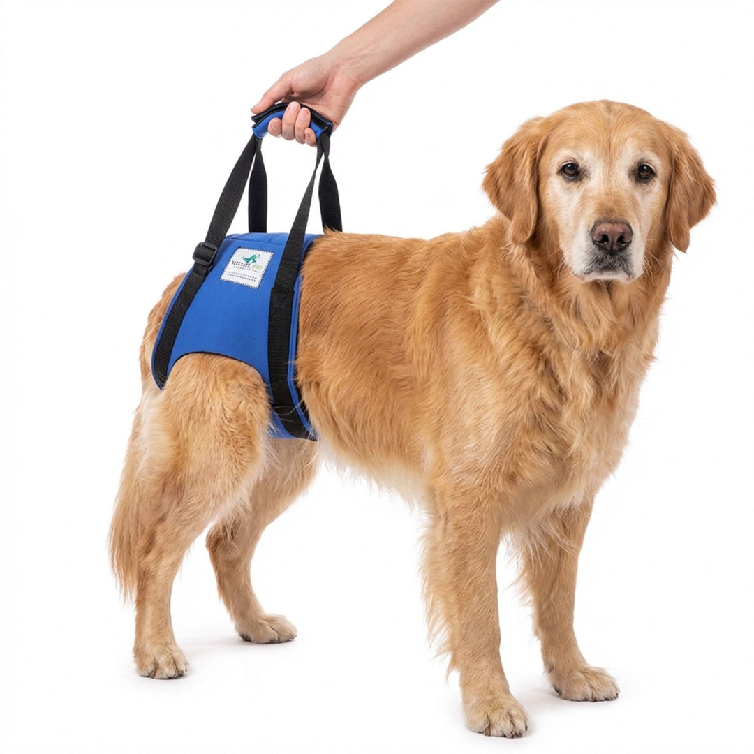 Tragehilfe Hund hinten - Ideal für ältere, kranke oder operierte Hunde - Diese Treppenhilfe für Hund