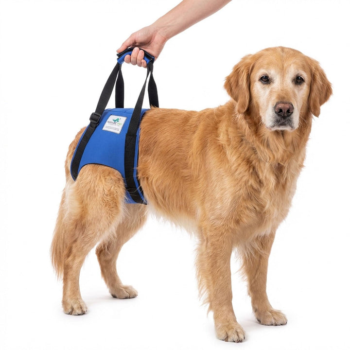 Tragehilfe Hund hinten - Ideal für ältere, kranke oder operierte Hunde - Diese Treppenhilfe für Hund