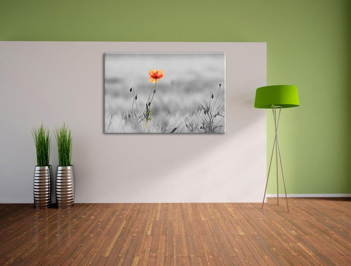 Rote Mohnblume im Feld schwarz/weiss Format: 100x70 auf Leinwand, XXL riesige Bilder fertig gerahmt