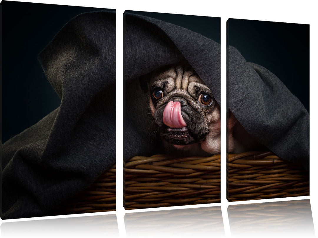 Pixxprint Süsser Mops unter der Decke als Leinwandbild/Grösse: 3 Teilig (120x80) / Wandbild/Kunstdru