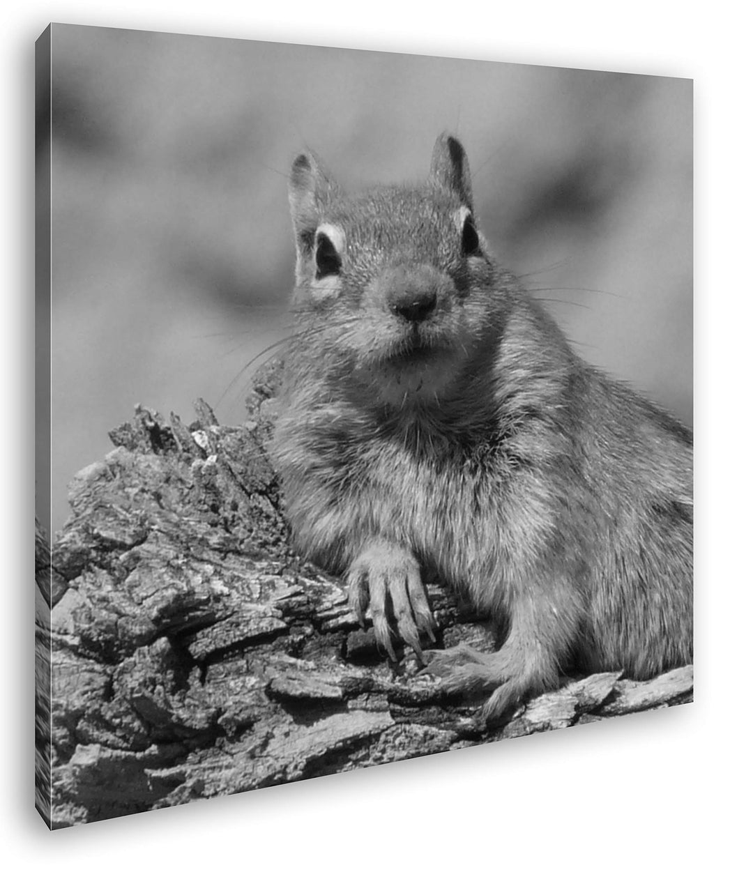 deyoli niedliches Gold Eichhörnchen Format: 70x70 Effekt: Schwarz&Weiss als Leinwandbild, Motiv auf