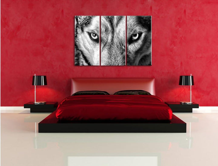 Pixxprint Husky eisblaue Augen als Leinwandbild/Grösse: 3 Teilig (120x80) cm/Wandbild/Kunstdruck/fer
