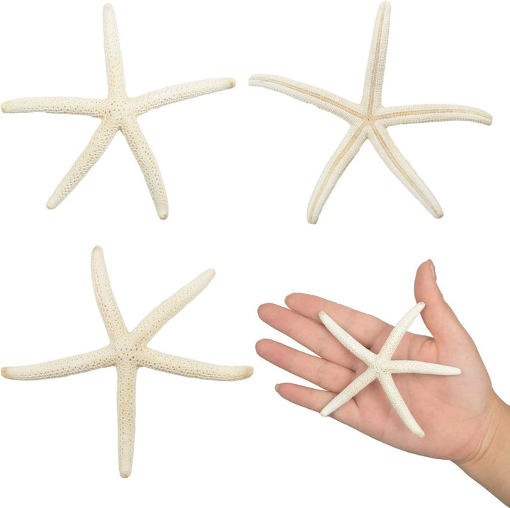 LLC Seestern, gemischte Seestern, natürliche, Bunte Muscheln, perfekt für Hochzeit, Strand, Motto-Pa