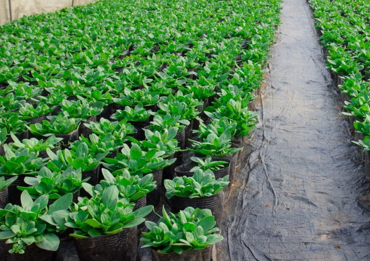 Aquagart Bewässerungsvlies 36m² Bewässerungsmatte für Pﬂanztöpfe 300g I Vlies für Blumenkübel I Wass