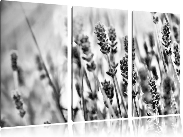 Pixxprint Monocrome, Lavendel im Retro Look 3-Teiler Leinwandbild 120x80 Bild auf Leinwand