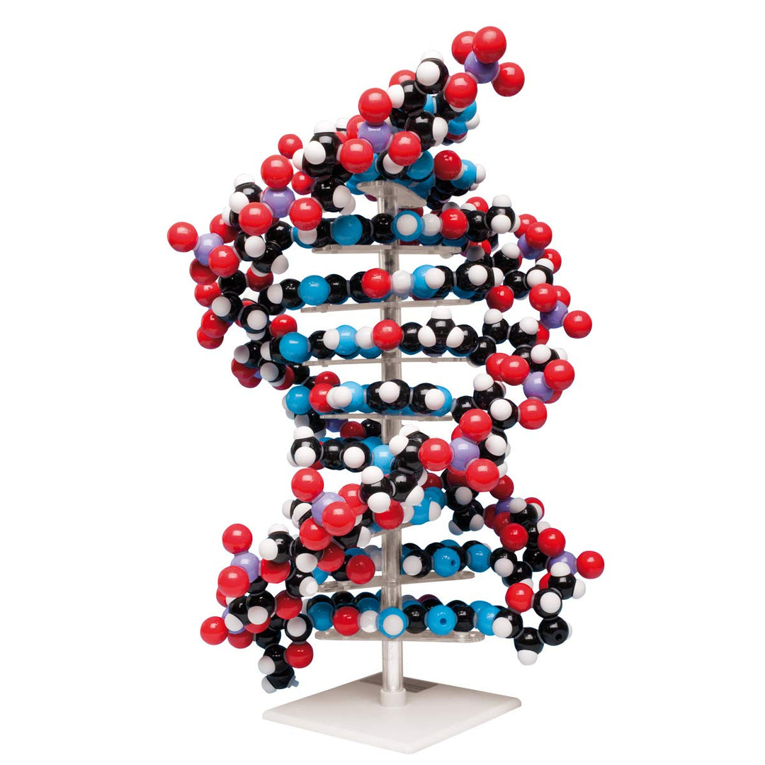 Riesen DNA