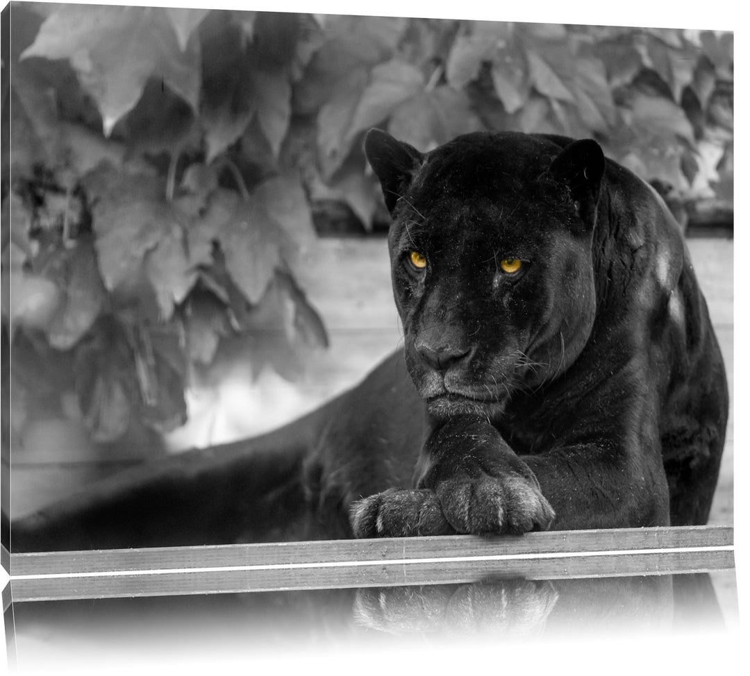 schöner schwarzer Panther schwarz/weiss auf Leinwand, XXL riesige Bilder fertig gerahmt mit Keilrahm