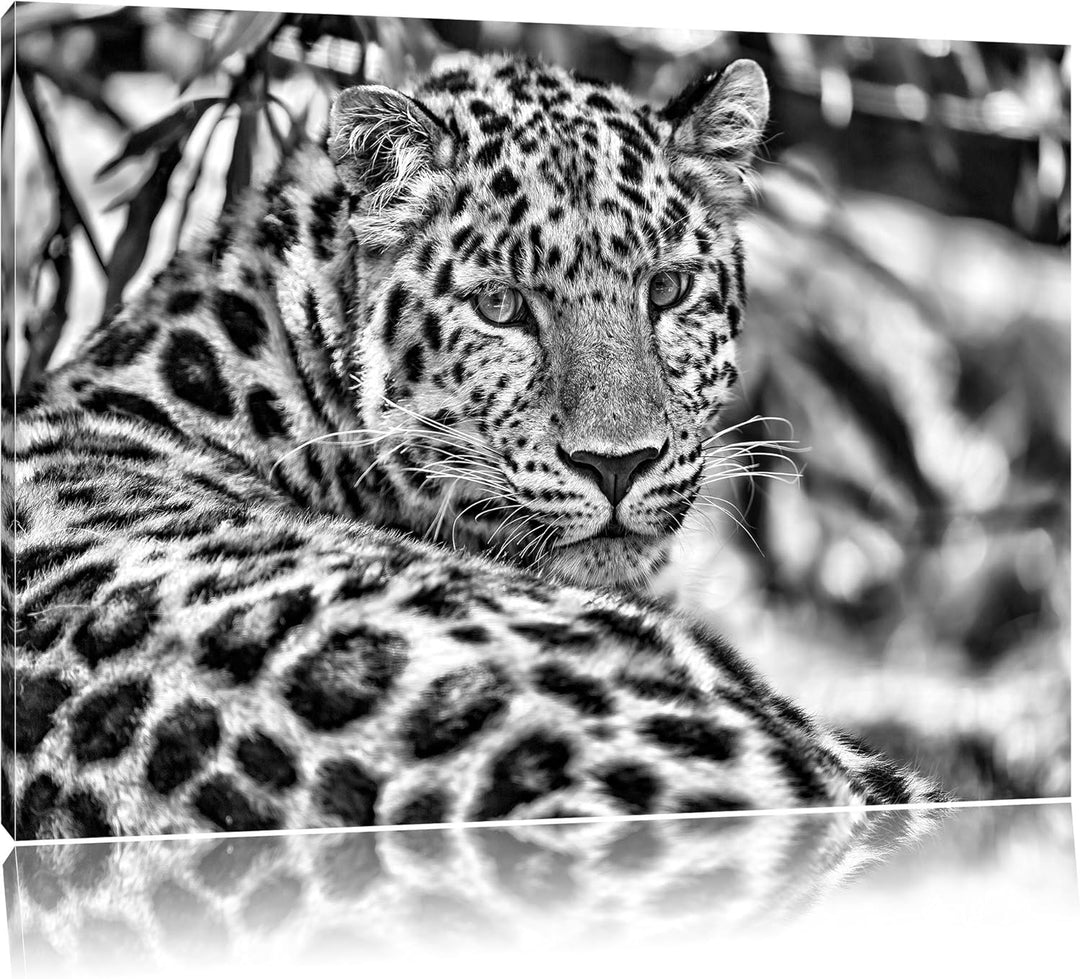 Pixxprint aufmerksamer Leopard im Schatten als Leinwandbild/Grösse: 100x70 / Wandbild/Kunstdruck/fer