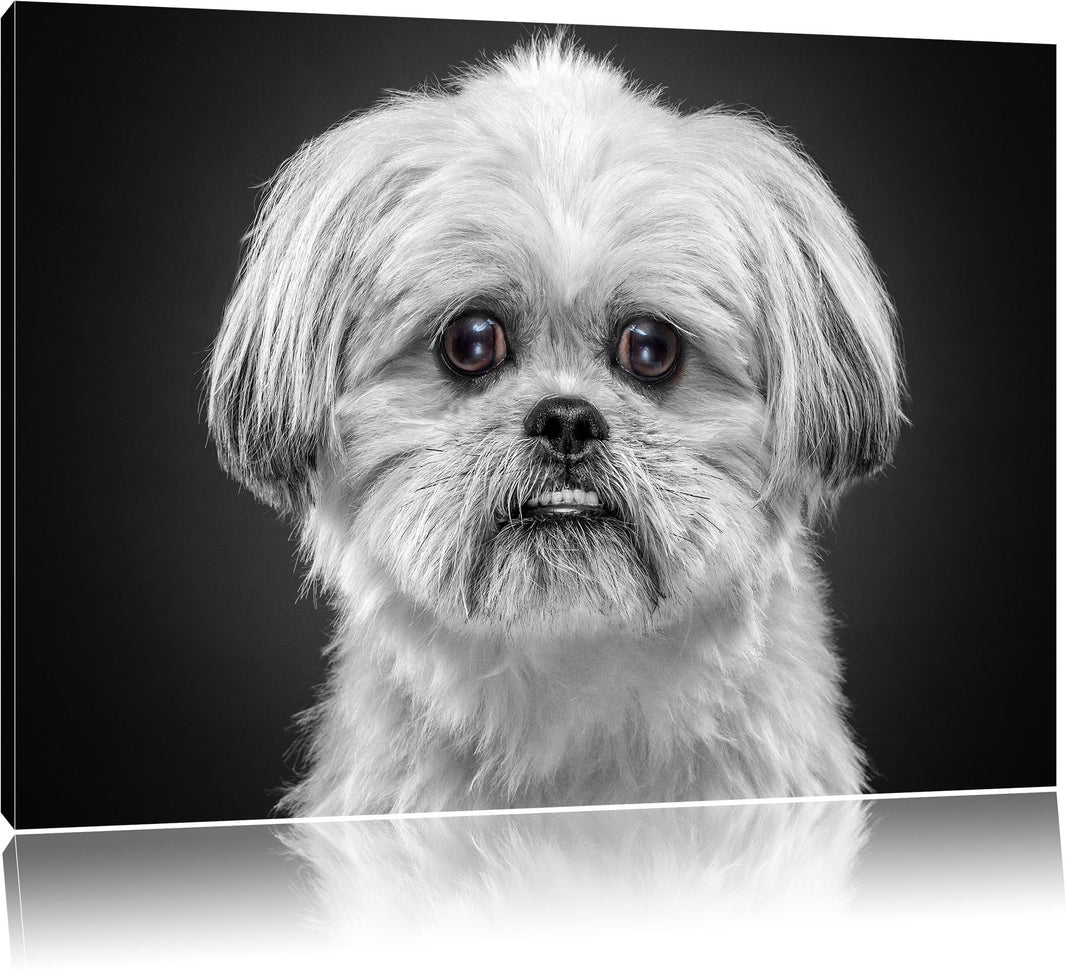 Pixxprint lustiger Kleiner Hund als Leinwandbild/Grösse: 100x70 cm/Wandbild/Kunstdruck/fertig bespan