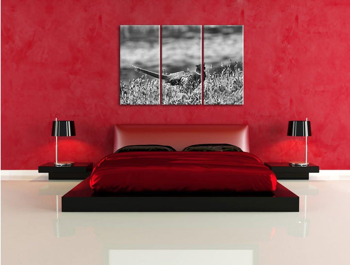 Pixxprint Fasan auf Frühlingswiese als Leinwandbild/Grösse: 3 Teilig (120x80 cm) cm/Wandbild/Kunstdr