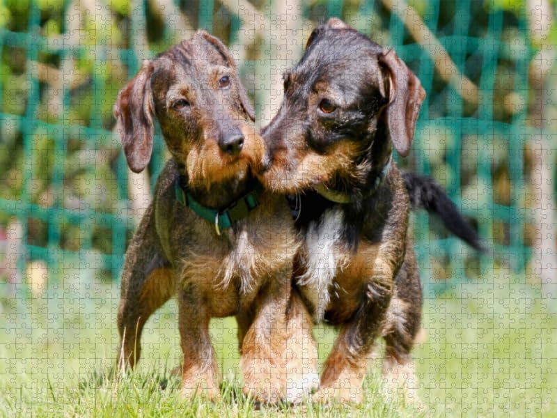 CALVENDO Puzzle Dackelfreundschaft 1000 Teile Lege-Grösse 64 x 48 cm Foto-Puzzle Bild von Barbara Mi