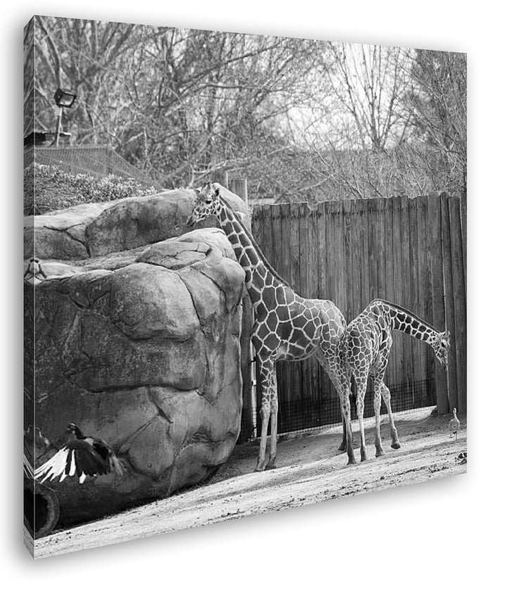 deyoli Zwei Giraffen in Einem Gehege Format: 60x60 Effekt: Schwarz&Weiss als Leinwandbild, Motiv auf