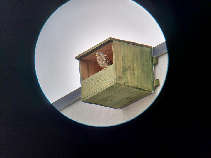 Vogelhaus - Nistkasten Für Turmfalken MKW - Stabiler nisthaus für Wildvögel und Gartenvögel - Nistha