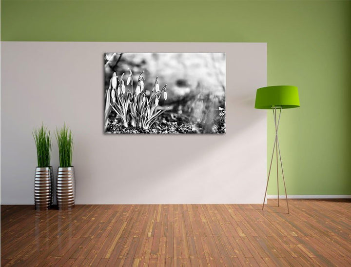 Pixxprint Schneeglöckchen am Waldrand als Leinwandbild/Grösse: 100x70 cm/Wandbild/Kunstdruck/fertig