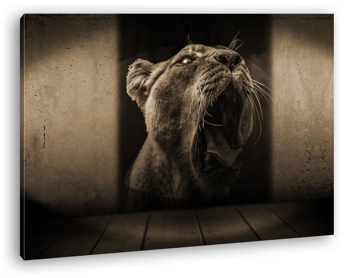 deyoli brüllende Löwin Format: 80x60 Effekt: Sepia als Leinwand, Motiv fertig gerahmt auf Echtholzra