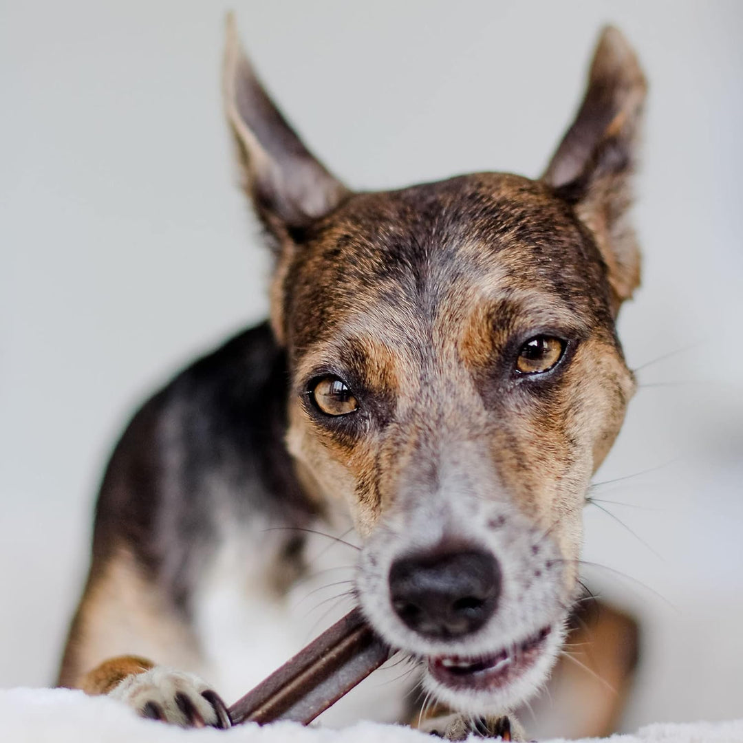 Bellfor Futterset für Deutsch Kurzhaar Getreidefreies Trockenfutter mit Huhn 4 kg Dental Sticks 100