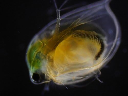 Dunkelfeldmikroskop Stereomikroskop Dunkelfeld Diagnostik Enderlein Kondensor MK9B