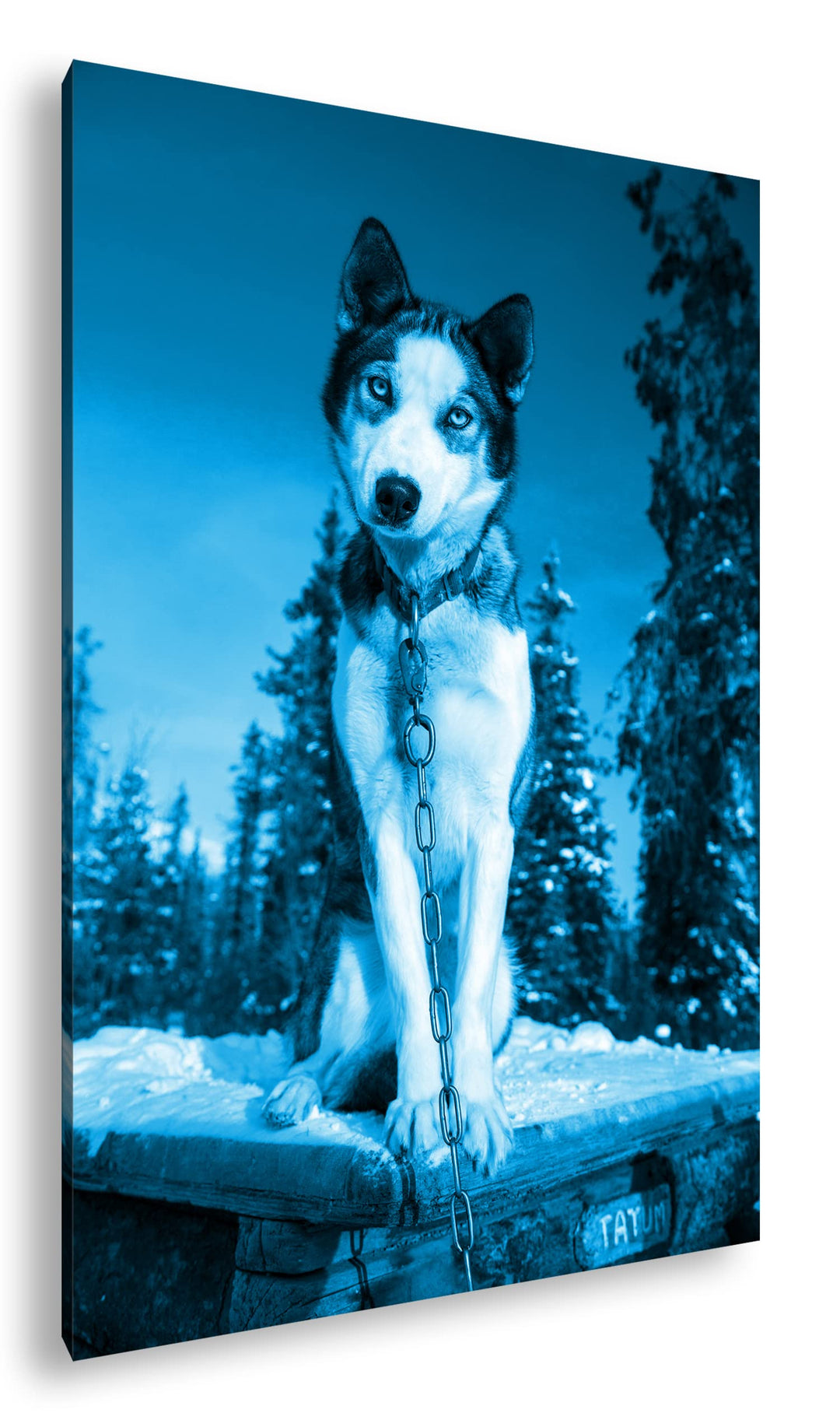 deyoli knuffiger Husky Format 80x60 Effekt: Monocrome Blau als Leinwandbild, Motiv fertig gerahmt au