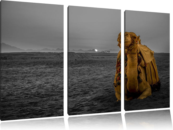 Pixxprint Kamel in Wüste bei Sonnenaufgang als Leinwandbild/Grösse: 3 Teilig (120x80 cm) cm/Wandbild