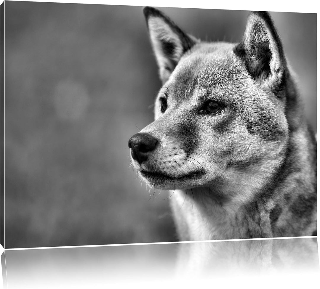 Pixxprint anmutiger Finnen-Spitz im Gras als Leinwandbild/Grösse: 100x70 / Wandbild/Kunstdruck/ferti