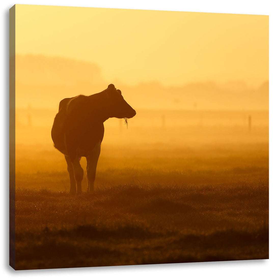 Pixxprint eine fressende Kuh auf der Weide, Format: 70x70 auf Leinwand, 70x70