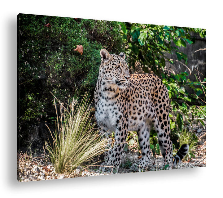 deyoli majestätischer Leopard Format: 100x70 als Leinwand, Motiv fertig gerahmt auf Echtholzrahmen,
