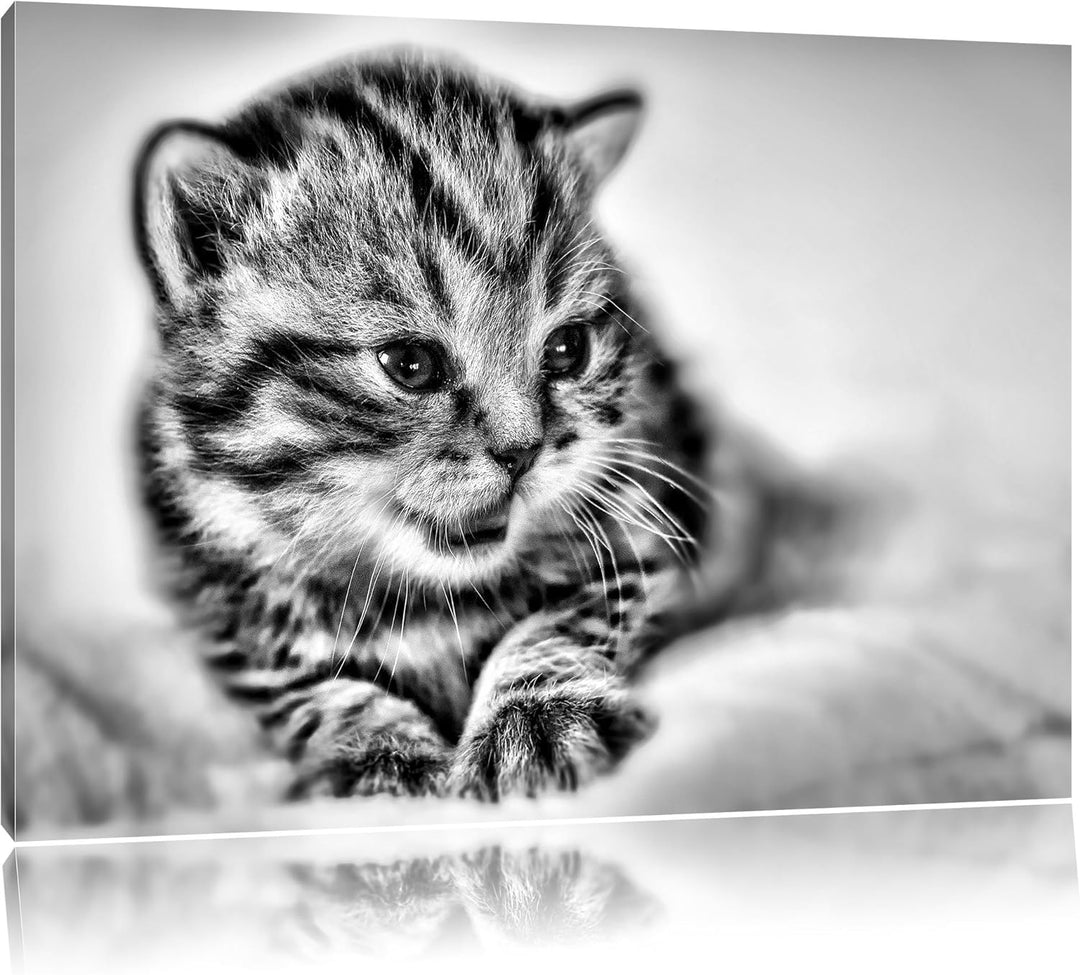 Pixxprint Monocrome, Kleines Kätzchen auf weisser Decke, Format: 100x70 auf Leinwand, XXL riesige Bi