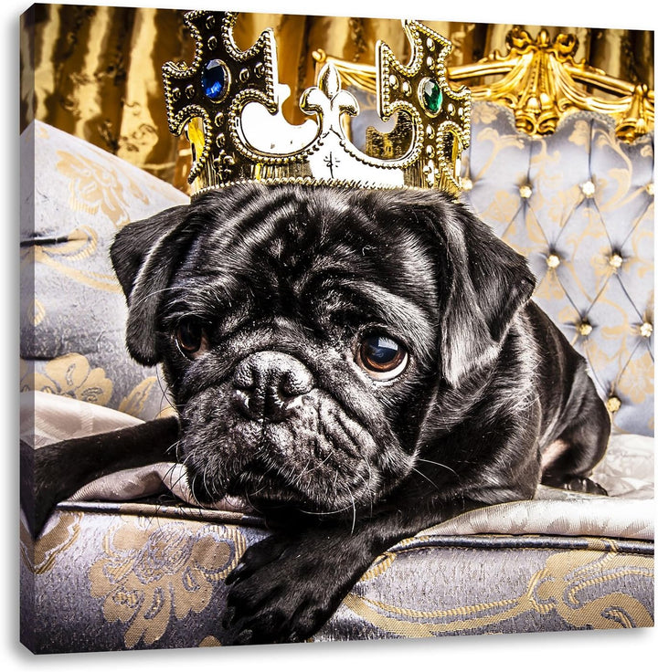Süsser Mops auf dem Thron, Format: 70x70 auf Leinwand, XXL riesige Bilder fertig gerahmt mit Keilrah