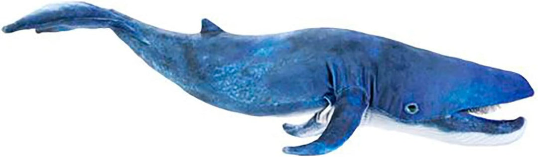 Blauwal/Blue Whale