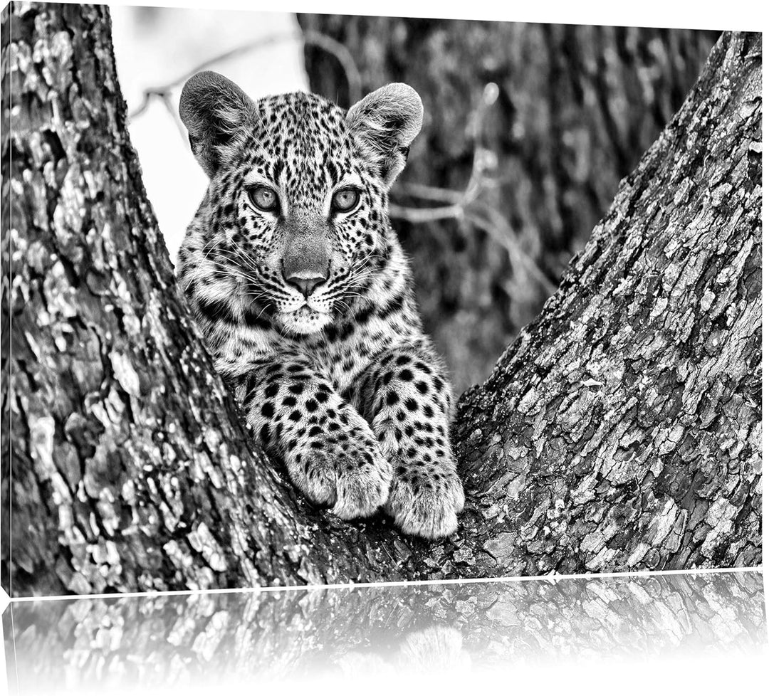 Monocrome, Leopardenbaby, Format: 100x70 auf Leinwand, XXL riesige Bilder fertig gerahmt mit Keilrah