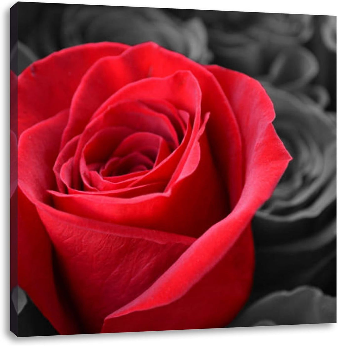 Pixxprint Romantische Rosen als Leinwandbild Quadratisch/Grösse: 70x70 / Wandbild/Kunstdruck/fertig